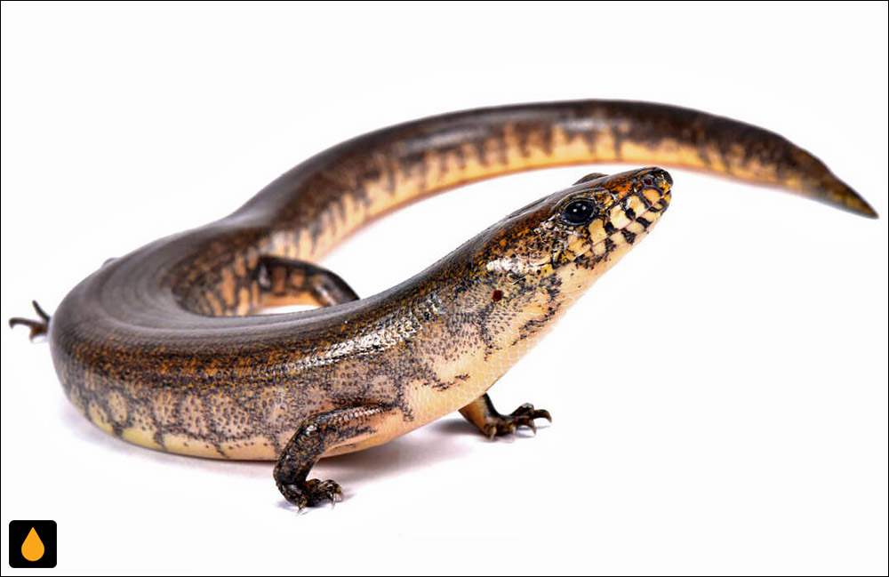 سقنقور مشبک