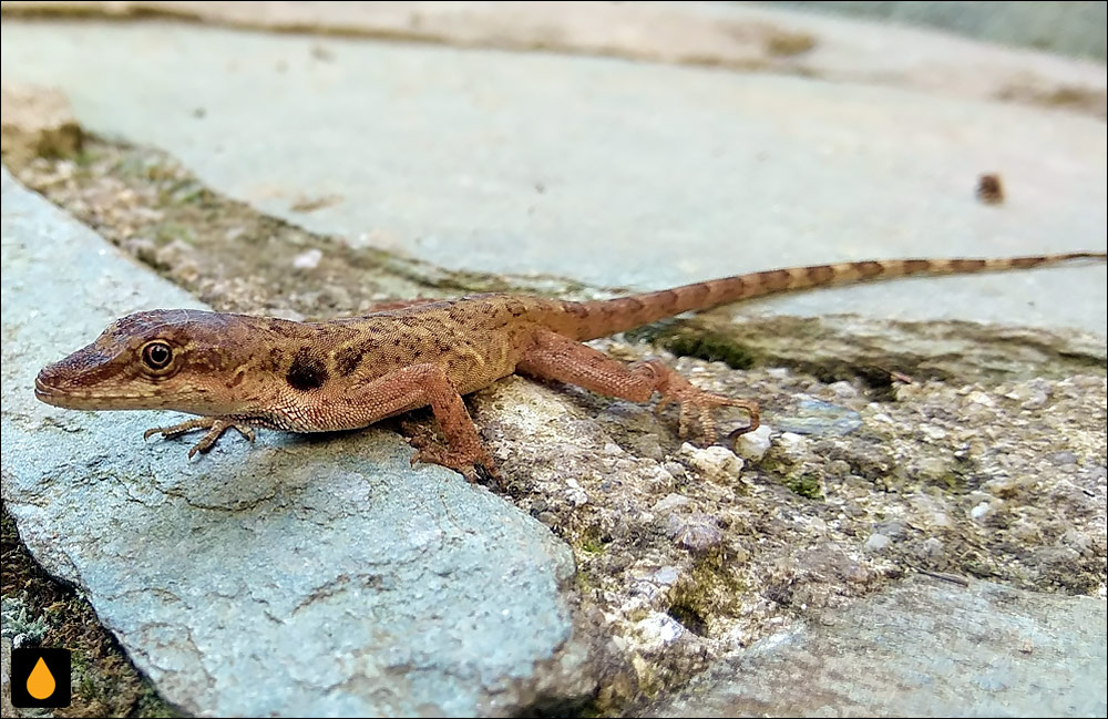 آنول لکه‌ای