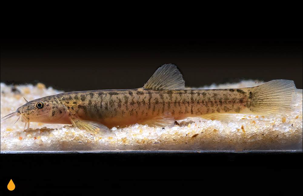 Indoreonectes keralensis