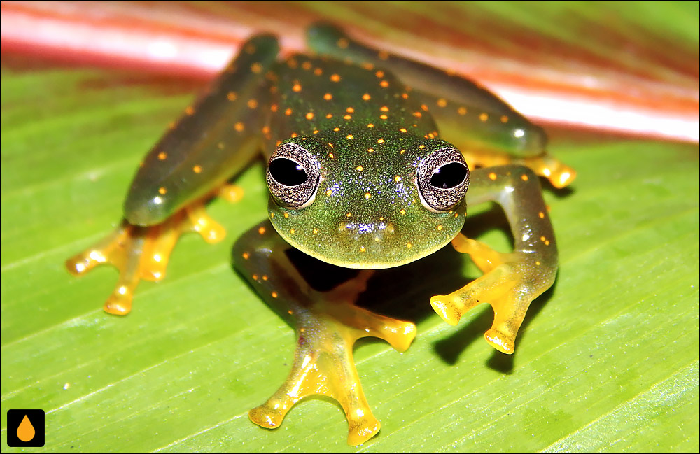 Sachatamia punctulata