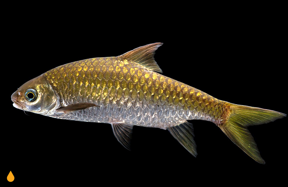 Mystacoleucus obtusirostris