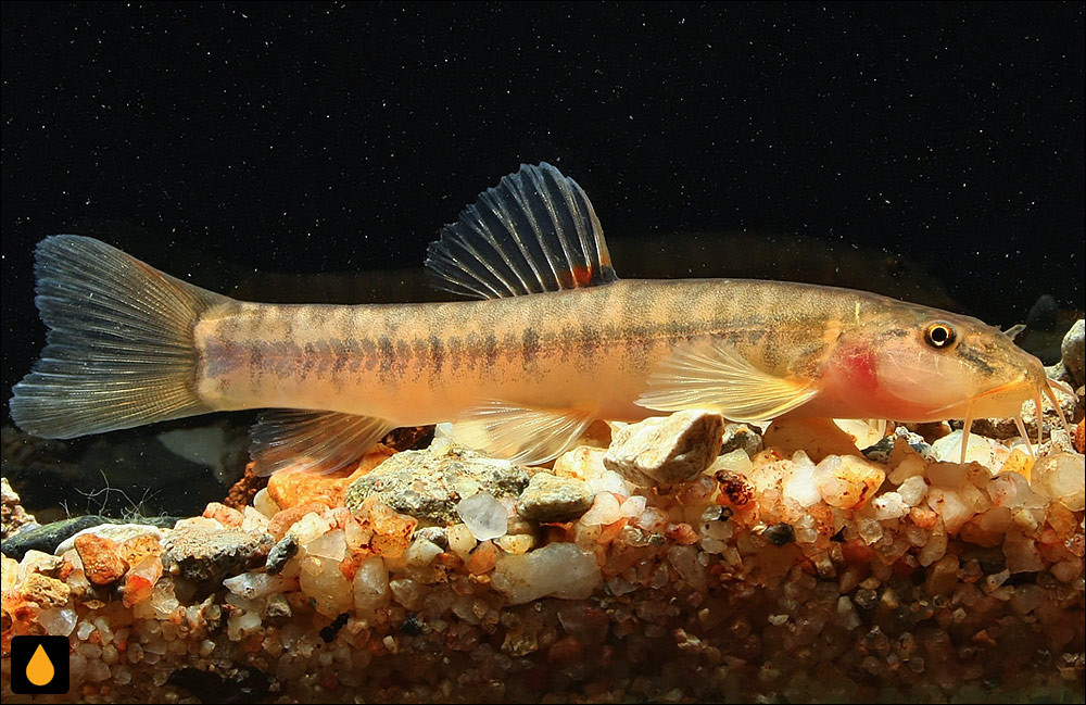Schistura waltoni