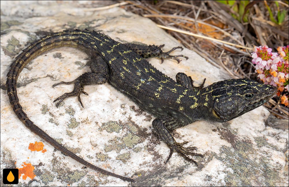 مارمولک صخره‌ای دماغه