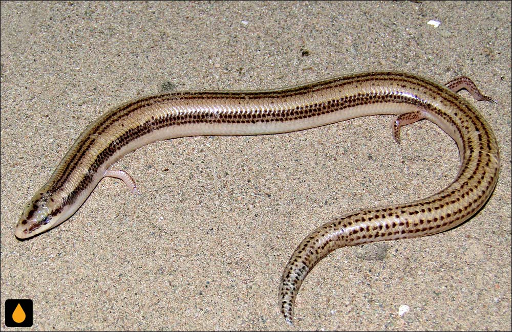 سقنقور ماری پاکوتاه