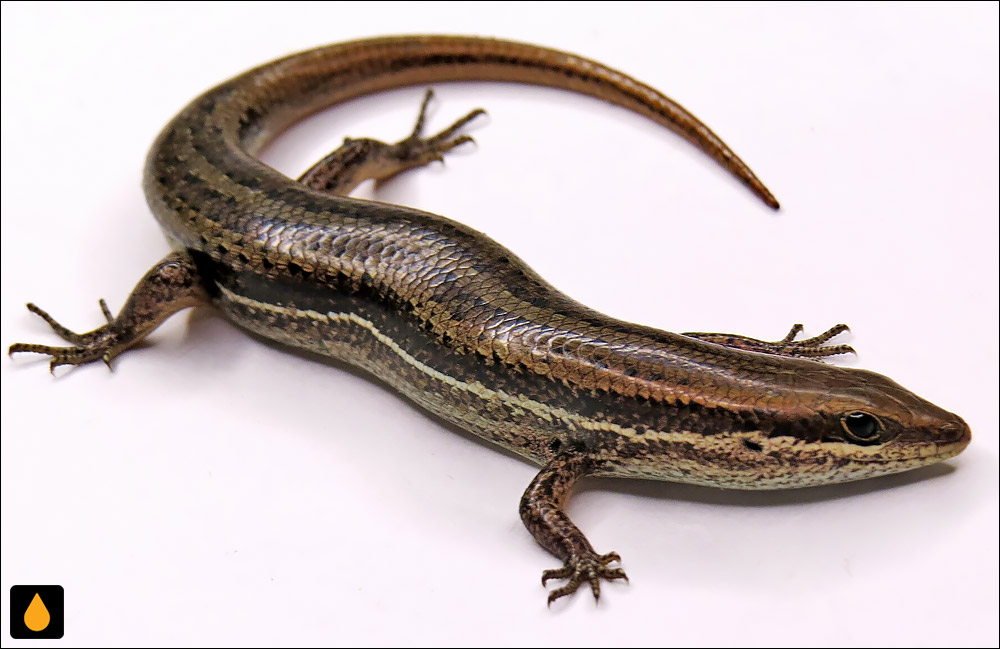 سقنقور سرکوچک هیث