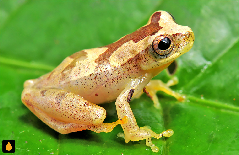 Dendropsophus branneri