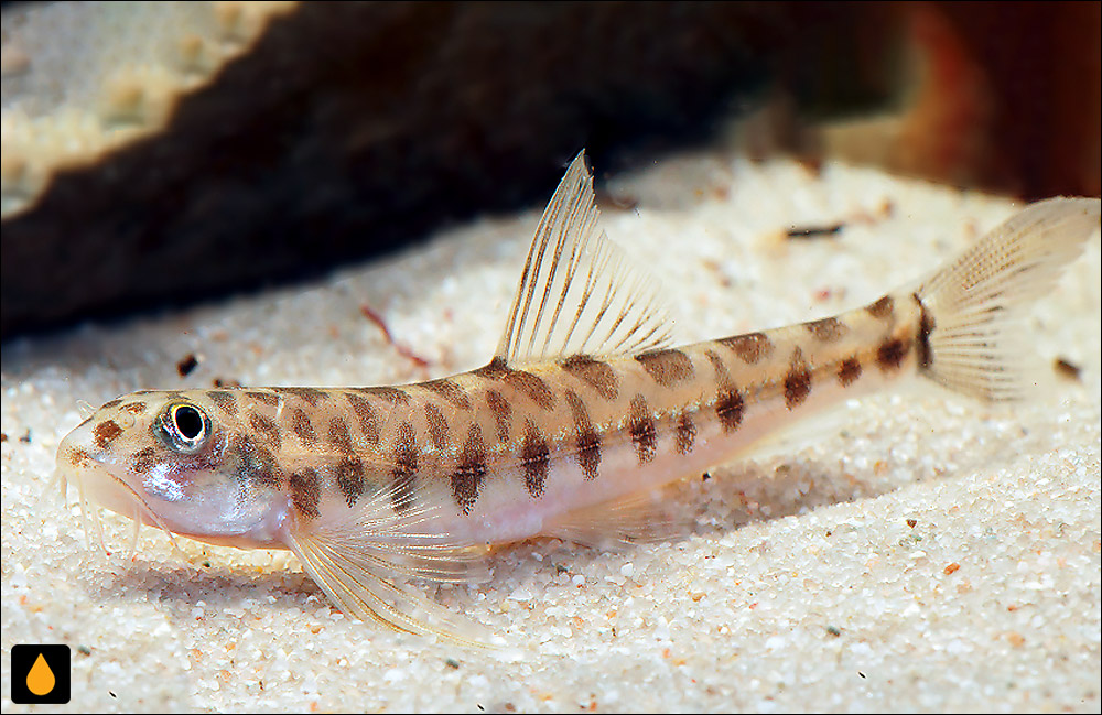 Nemacheilus corica