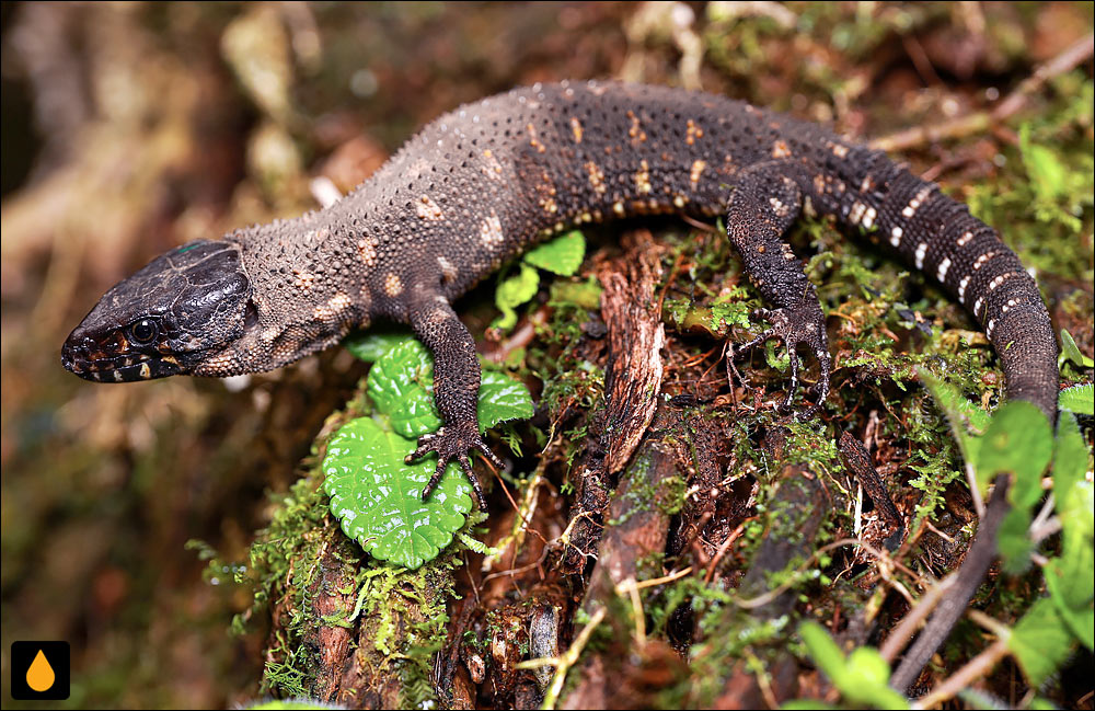 مارمولک شب گرمسیری کاستاریکا