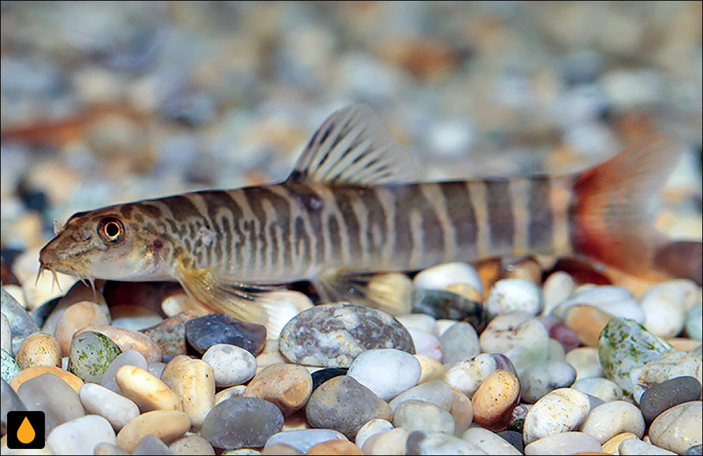 Neonoemacheilus labeosus