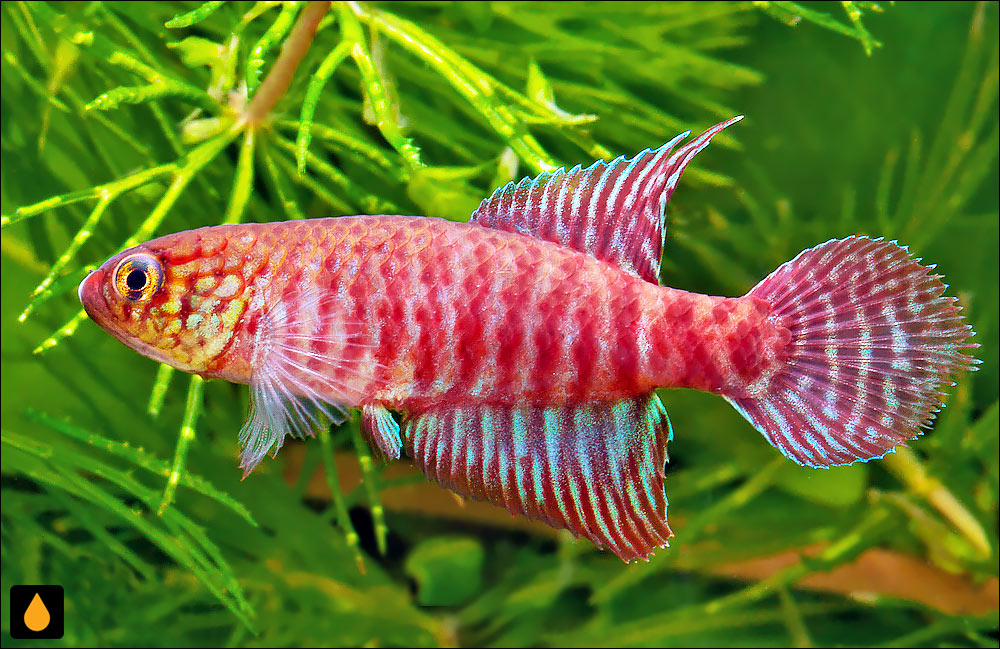 Xenurolebias myersi