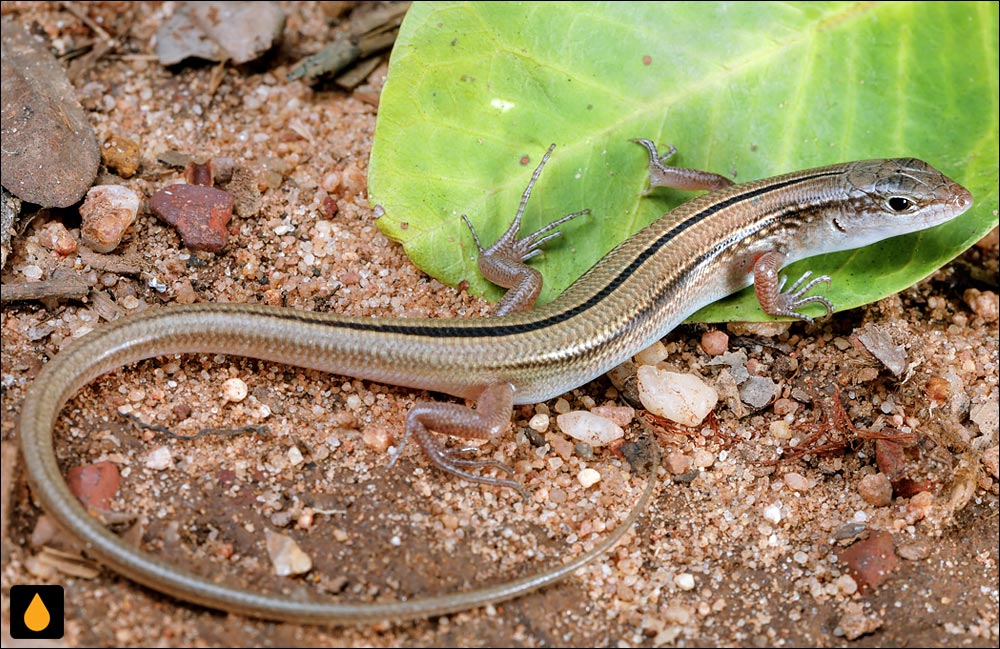 گوش‌شانه‌ای کم‌نوار