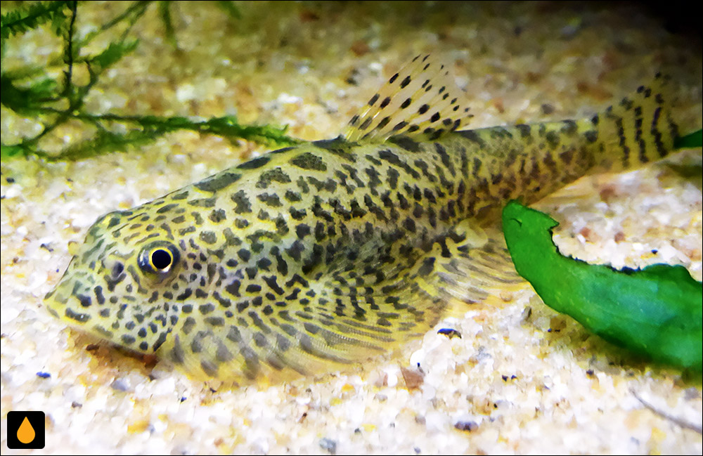 Sewellia speciosa