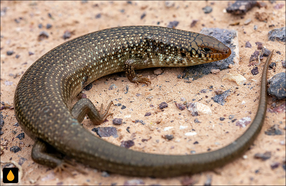 سقنقور استوانه‌ای پرپولک