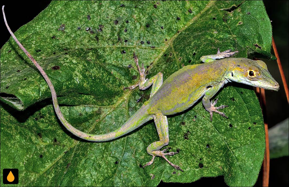 آنول خالدار آگزیلاری (آنول لا وگا)