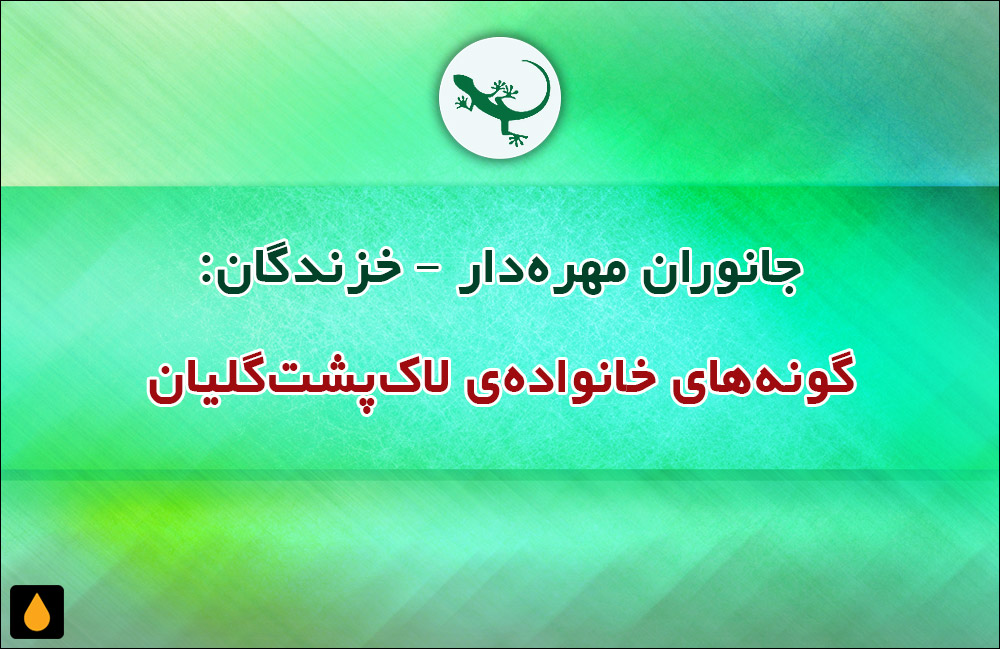 جانوران مهره‌دار - خزندگان: گونه‌های خانواده‌ی لاک‌پشت‌گلیان