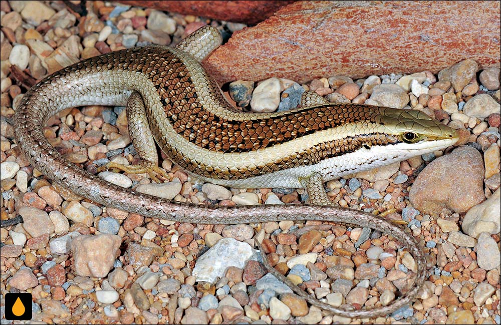 سقنقور درختی