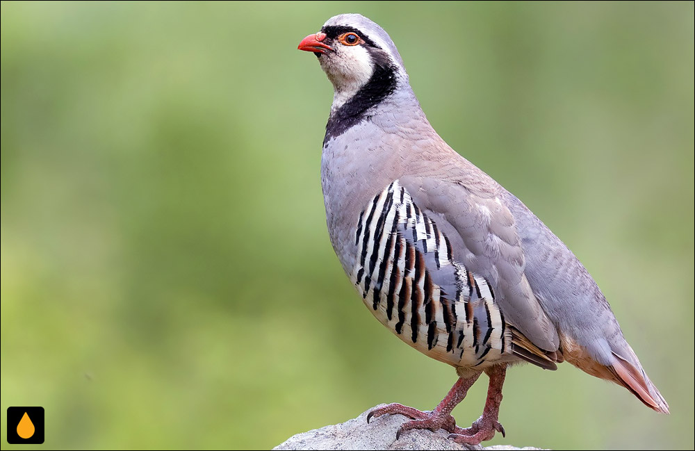 کبک صخره‌ای