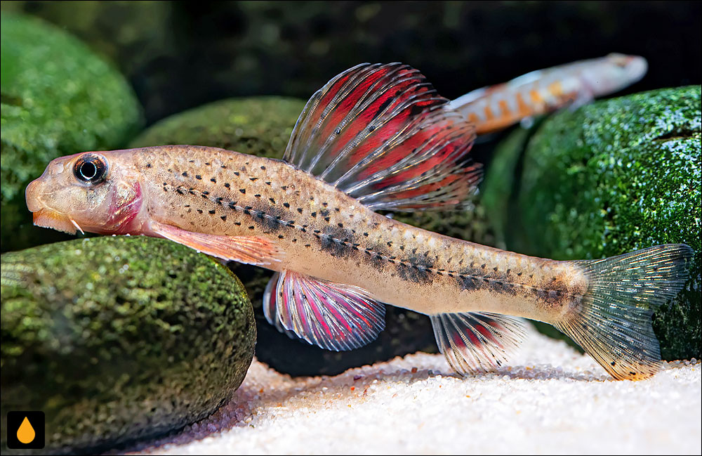 Microphysogobio tafangensis