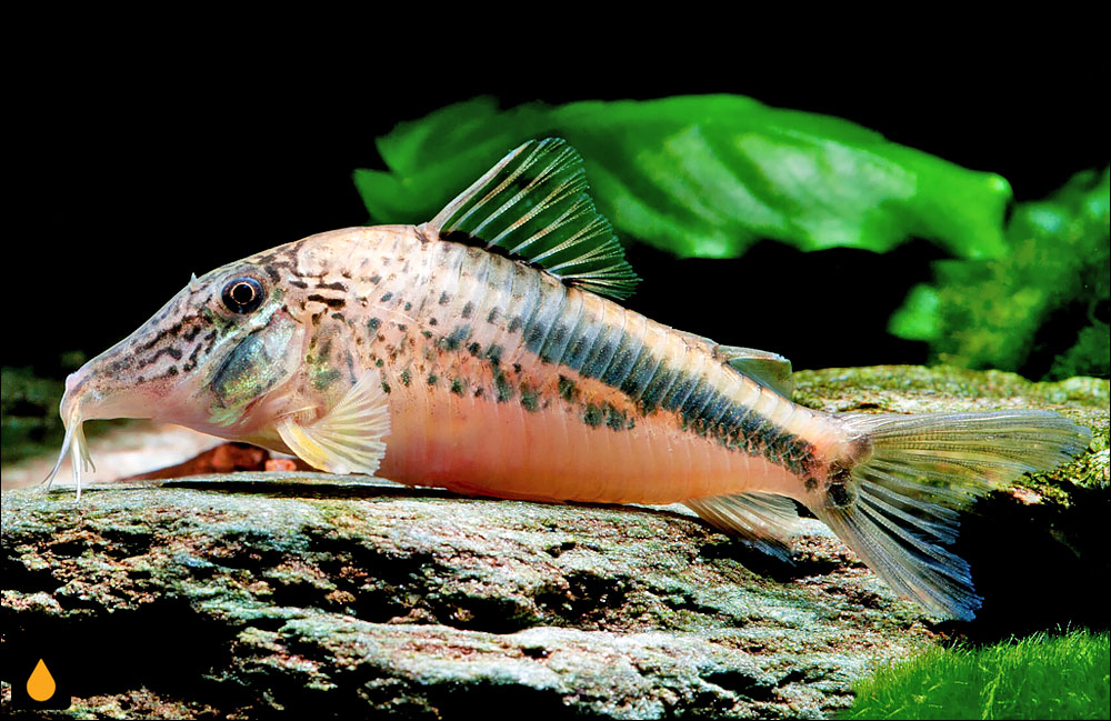 Corydoras fowleri