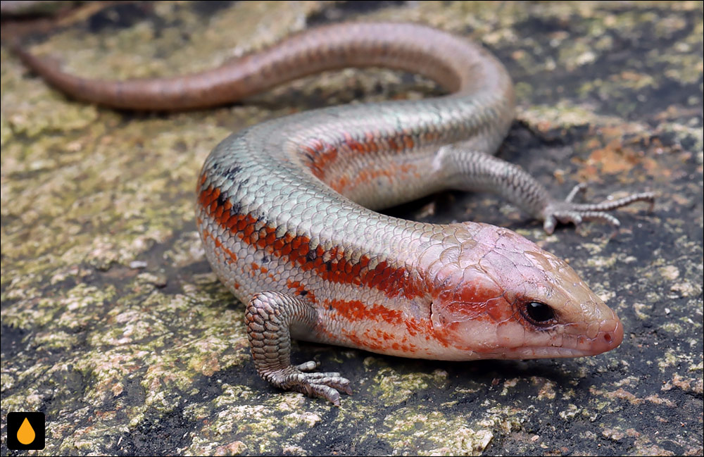 سقنقور برازنده‌ی شانگهای