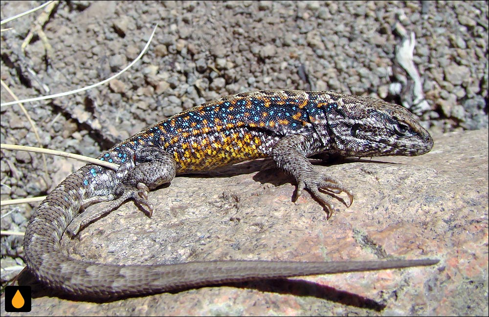 ایگوآنای درختی رویبال