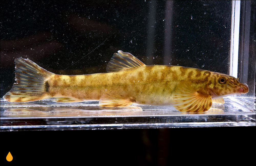 Vanmanenia stenosoma