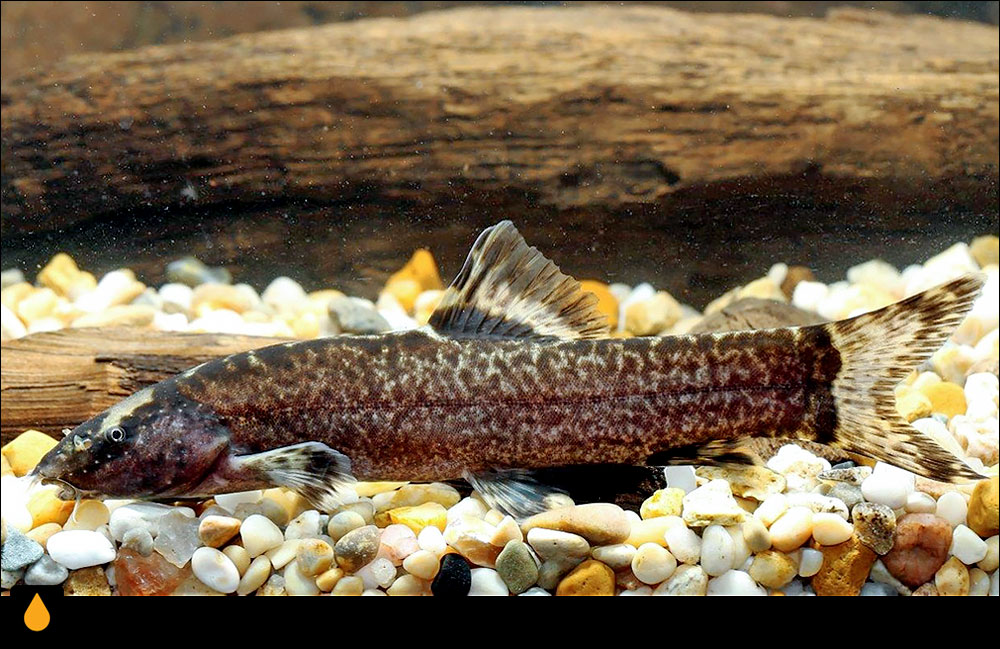 Leptobotia taeniops