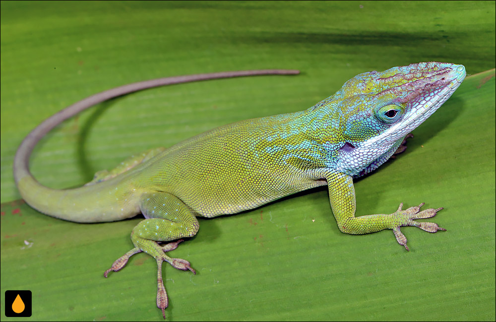 آنول آلیسون (آنول آبی کوبایی)