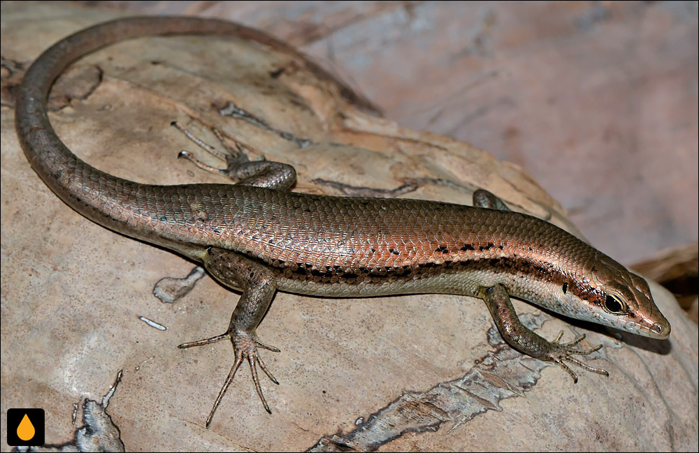 سقنقور سیشل