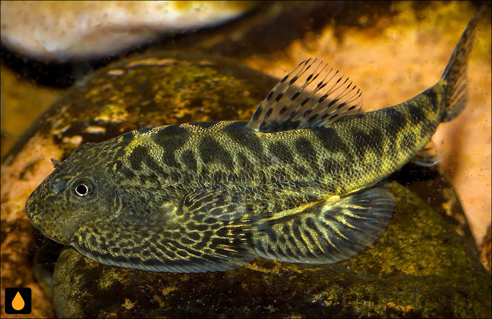 Sewellia elongata