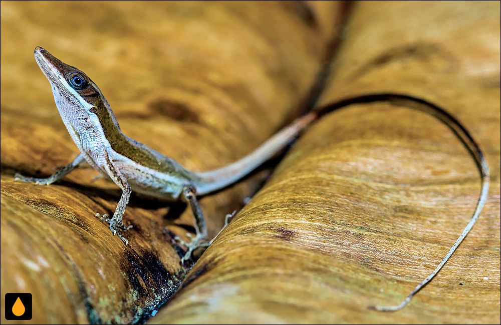 آنول چمنی هیسپانیولایی نیمخط