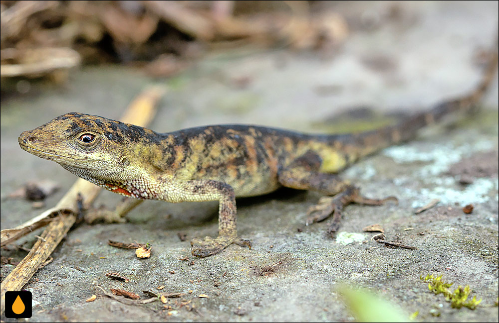 آنول تولیما