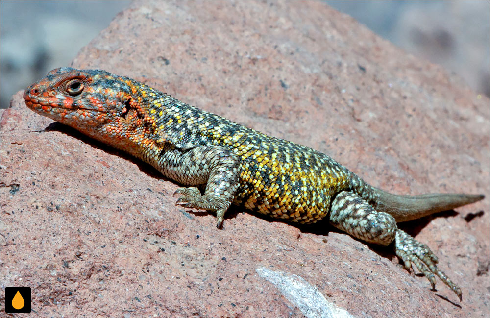 ایگوآنای درختی کنستانتزا (مارمولک هموارگلوی آنتوفاگاستا)