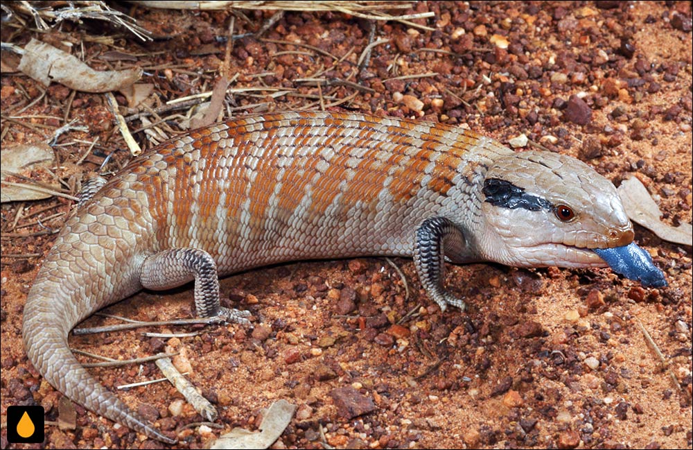 سقنقور زبان‌آبی مرکزی