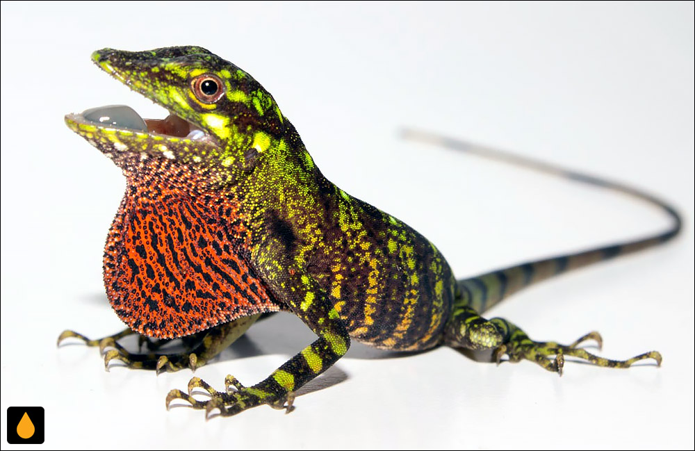 آنول انتیوکیا