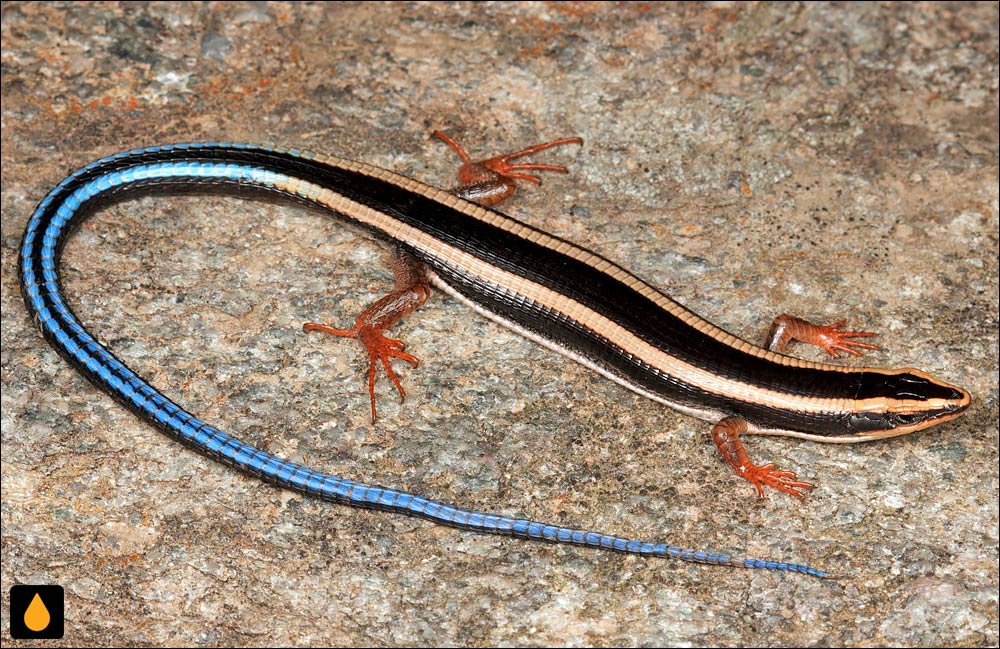 مارمولک پولک‌پوست آبی‌سیاه (مارمولک پولک‌پوست کوتوله)