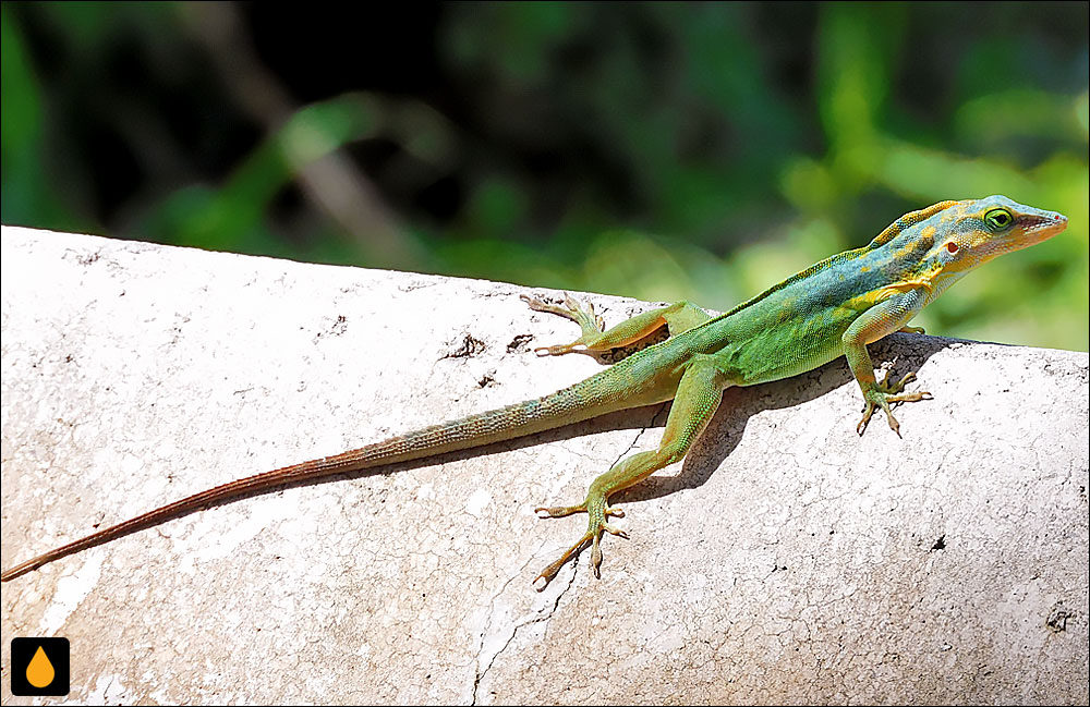 آنول درختی بنک استیشیا (آنول سینت یوستیشس)