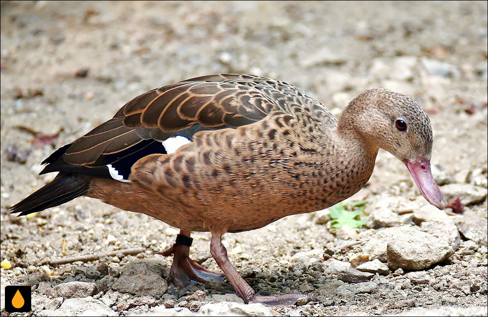 خوتکای ماداگاسکار