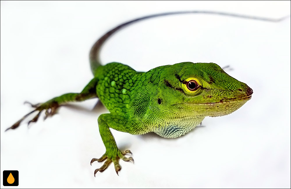 آنول سبز غولپیکر (آنول سبز نوگرمسیری)