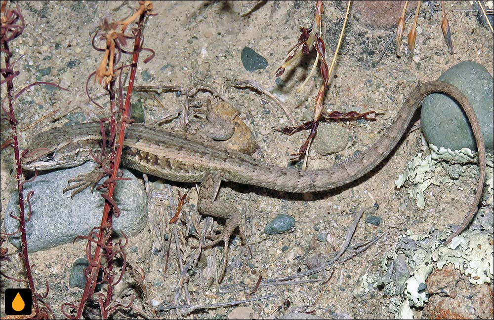 مارمولک هموارگلوی خوپاپینا