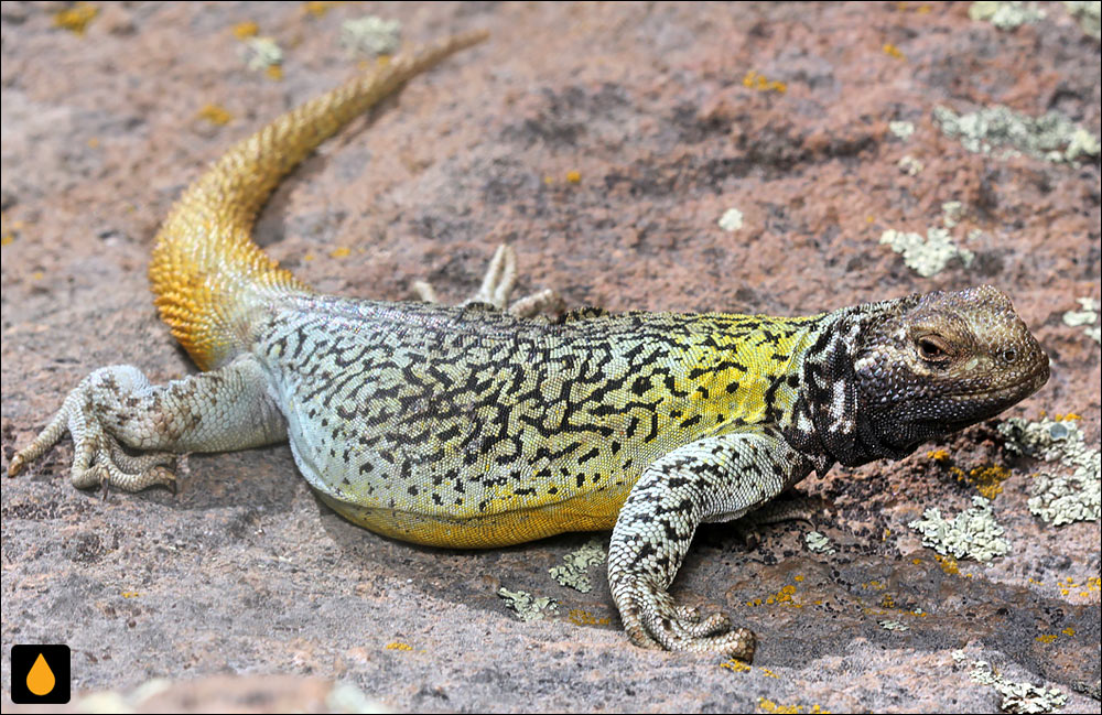 چاکوالای آتشفشان پتروا