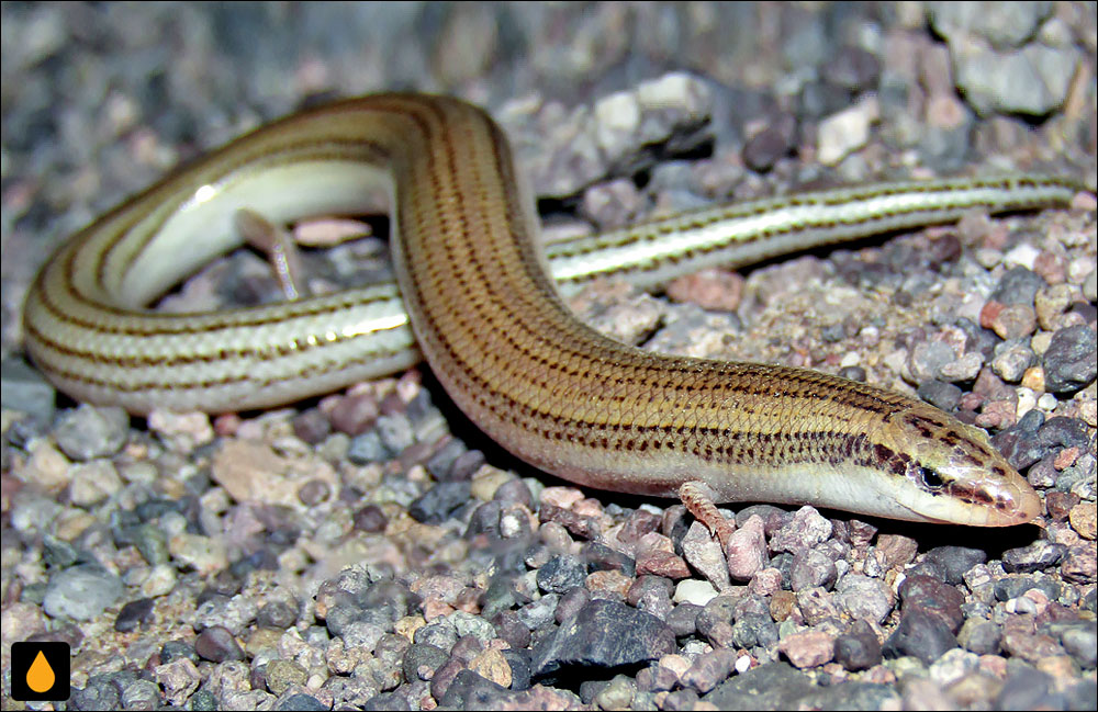 سقنقور ماری بلانفورد