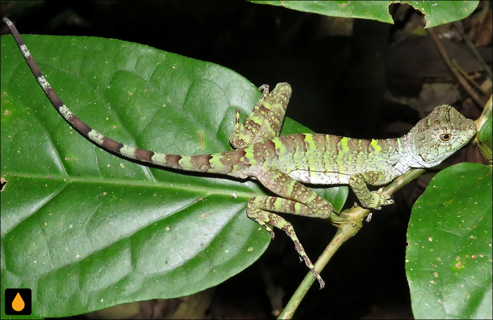 آنول فربه‌سر وید