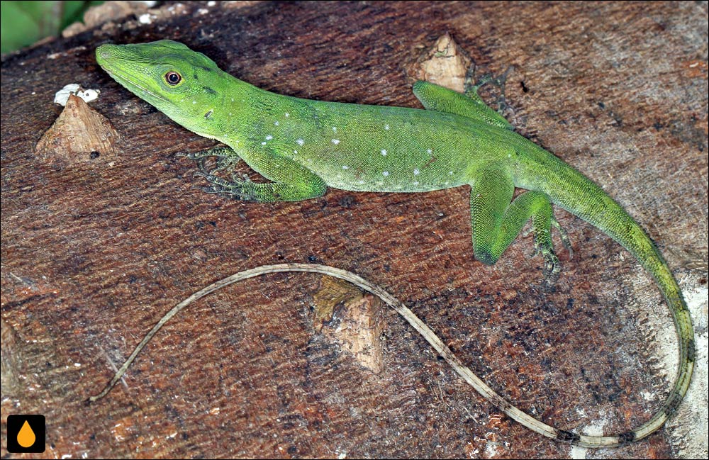 آنول خالدار (آنول سبز آمازون)