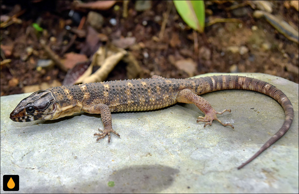 مارمولک شب گرمسیری مادره