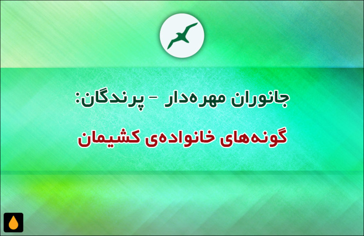 جانوران مهره‌دار - پرندگان: گونه‌های خانواده‌ی کشیمان