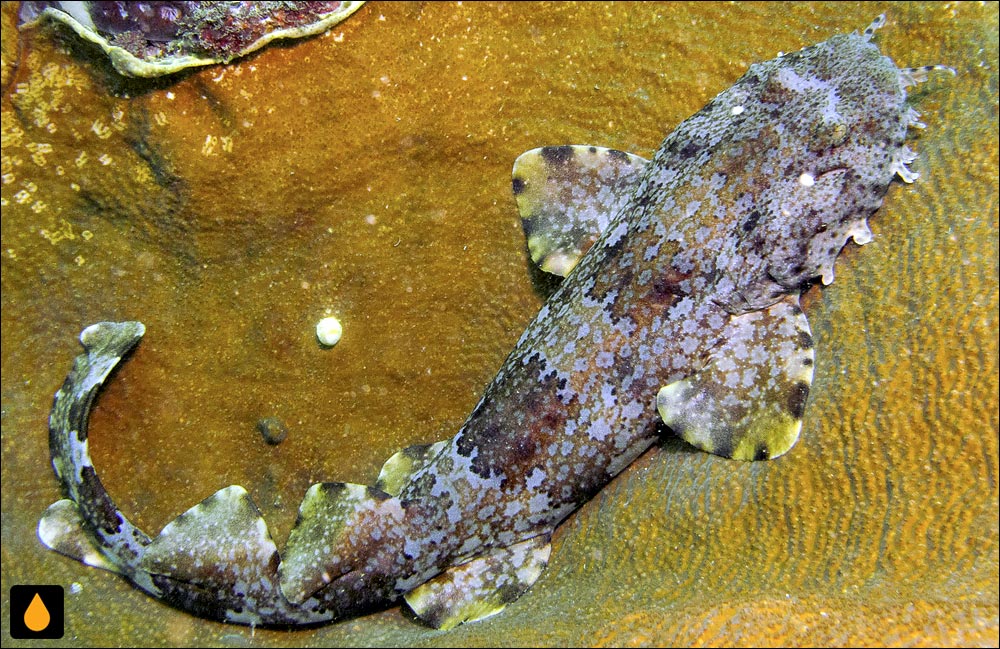 Ornate wobbegong