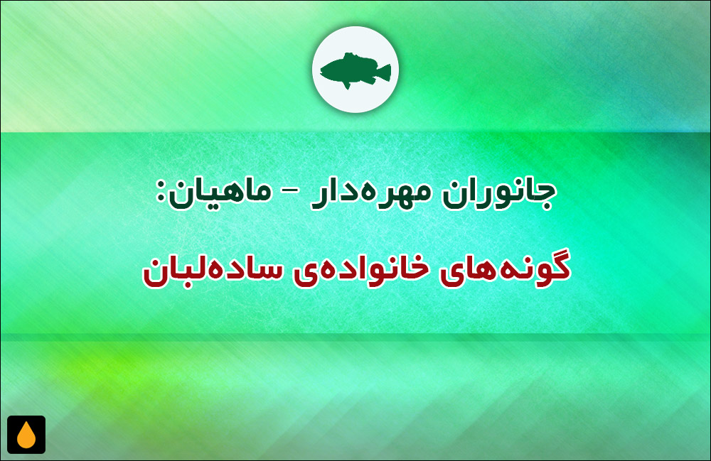 جانوران مهره‌دار - ماهیان: گونه‌های خانواده‌ی ساده‌لبان