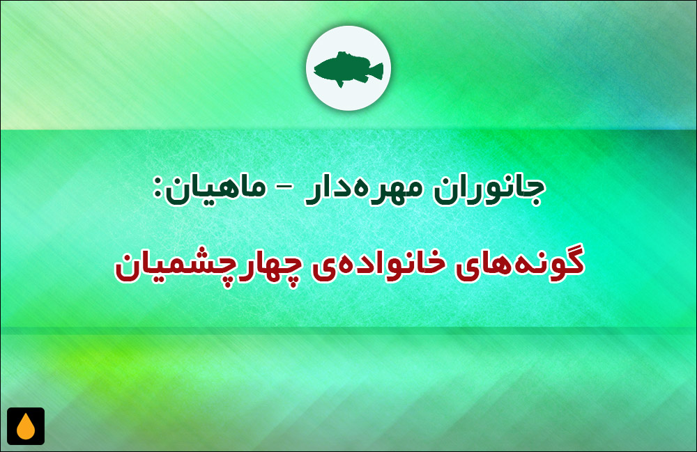 جانوران مهره‌دار - ماهیان: گونه‌های خانواده‌ی چهارچشمیان