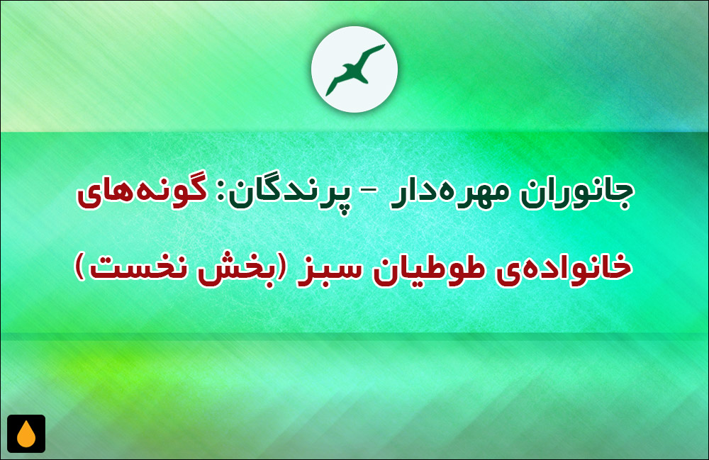 جانوران مهره‌دار - پرندگان: گونه‌های خانواده‌ی طوطیان سبز (بخش نخست)